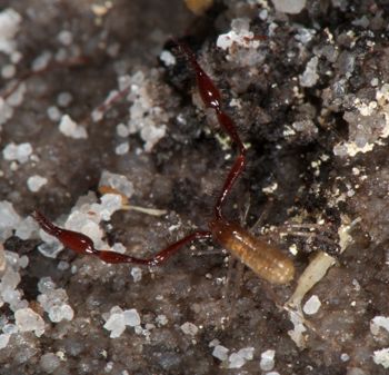 Media type: image;   Invertebrate Zoology 21577